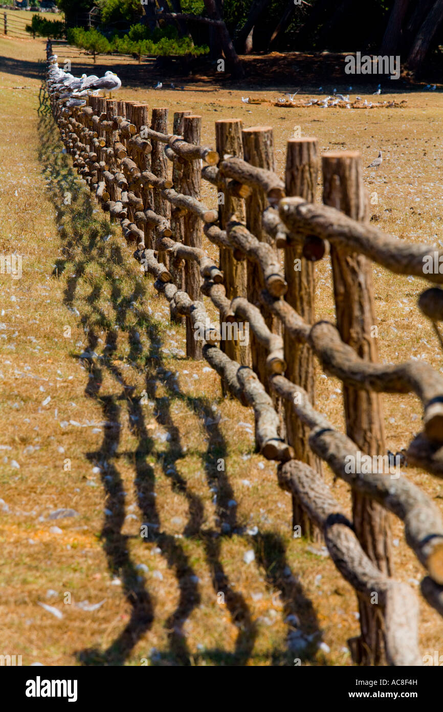 Seagulls waiting on fence, Safari site on Brioni islands, Veliki Brijun, Croatia Stock Photo