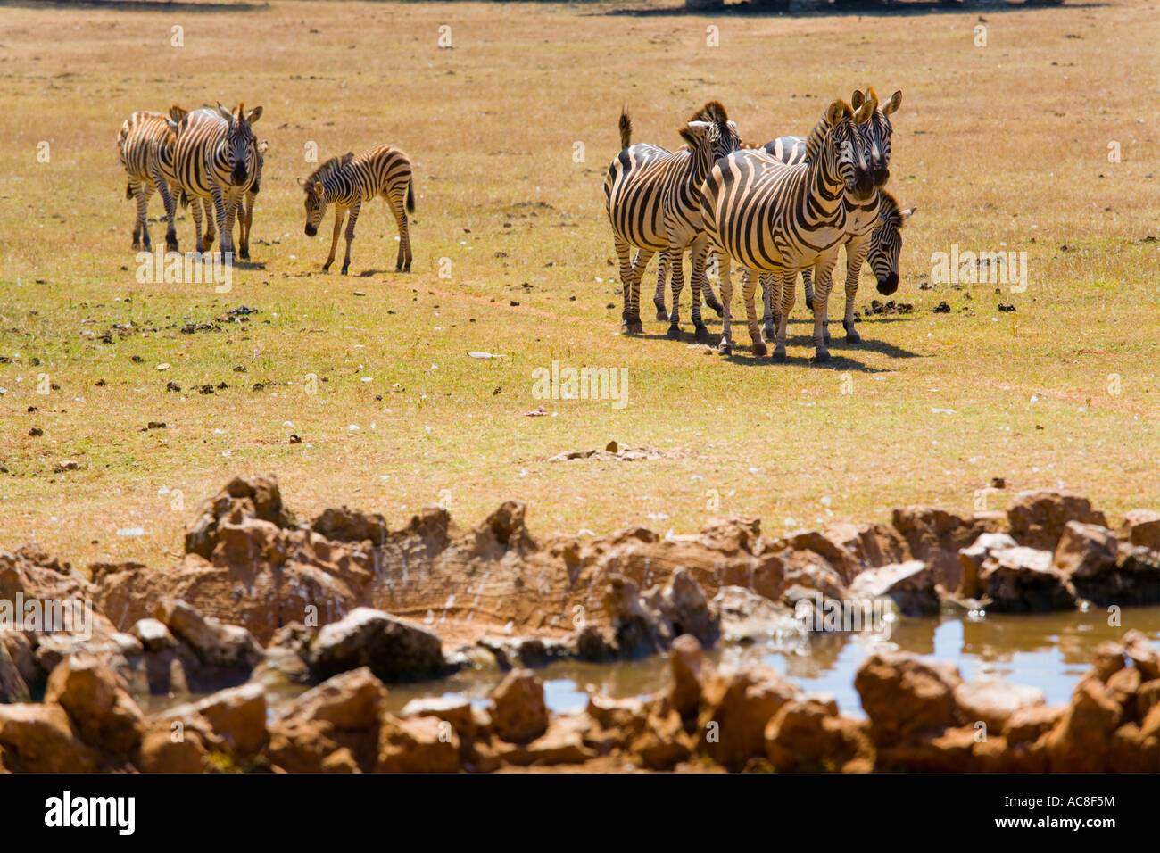 Zebras in Safari site on Brioni islands, Veliki Brijun, Croatia Stock Photo