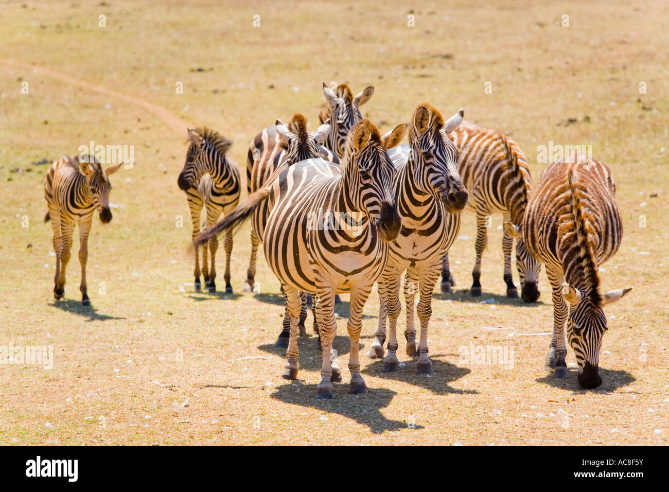 Zebras, Safari site on Brioni islands, Veliki Brijun, Croatia Stock Photo