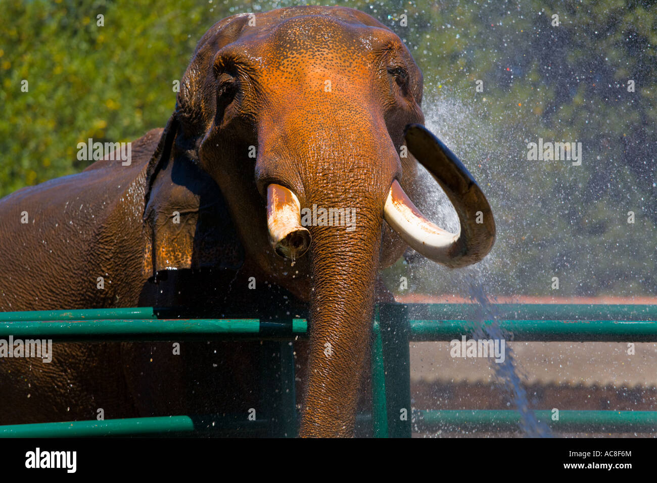 Cleaning male elephant, Safari site on Brioni islands, Veliki Brijun, Croatia Stock Photo