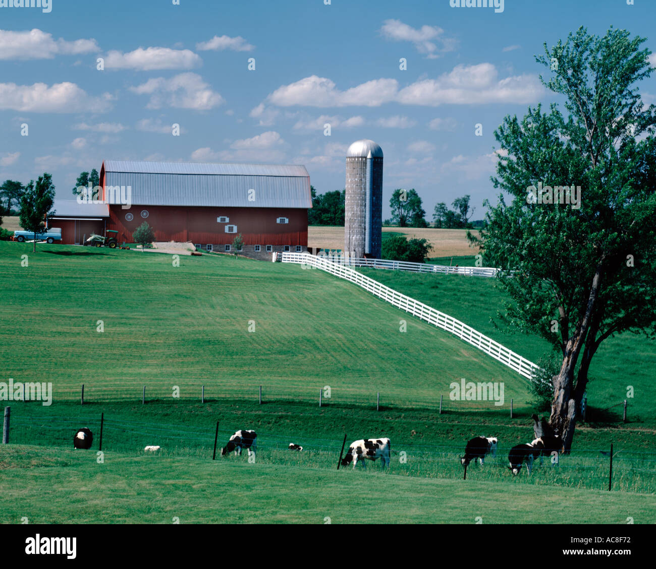 Dairy farm near Galena in Illinois Red barn and silo and Holstein cows