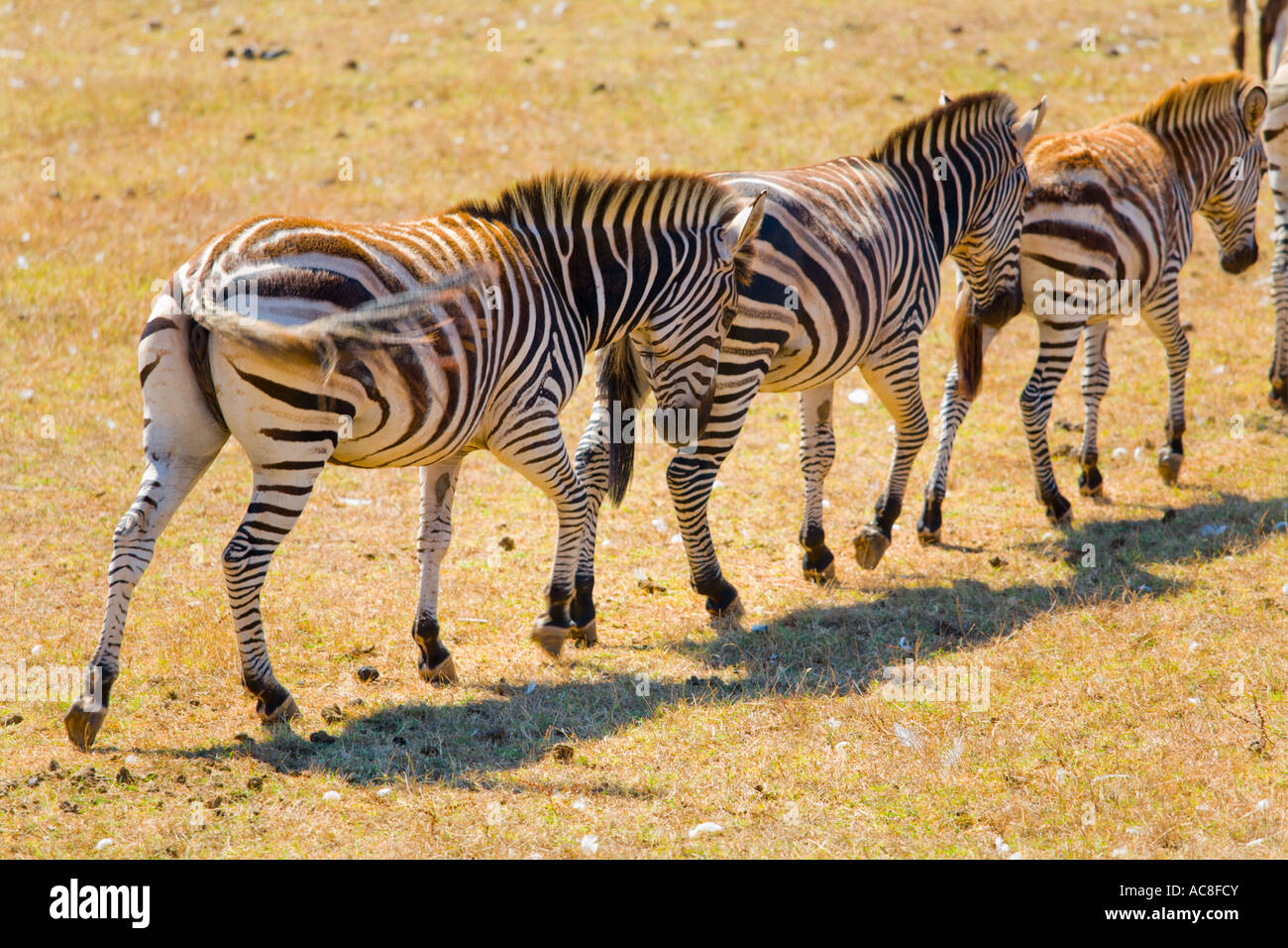 Zebras in Safari site on Brioni islands, Veliki Brijun, Croatia Stock Photo