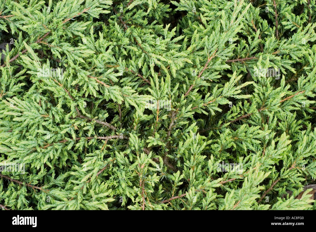 Common Juniper ver Repanda Cupressaceae Juniperus communis Repanda Stock Photo