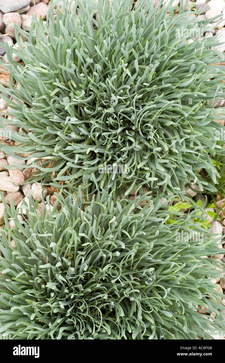 Green leaves of ornamental onion Liliaceae Allium senescens Spirale Stock Photo