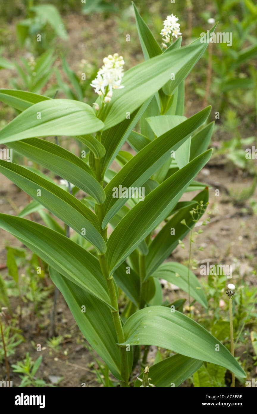 Convallariaceae Smilacina racemosa USA Stock Photo