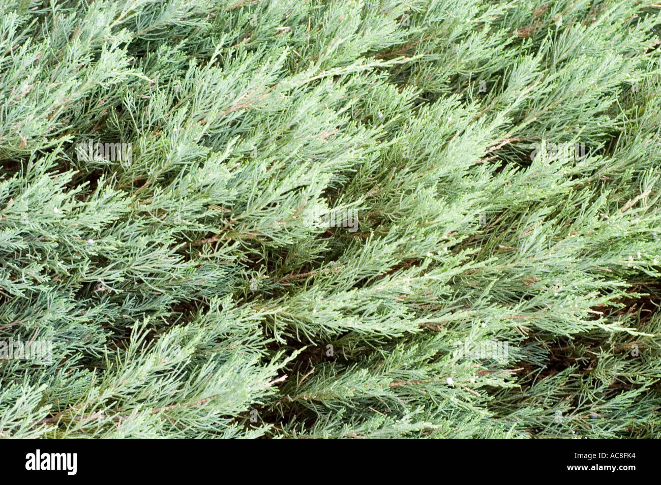 Cupressaceae Juniperus scopulorum Skyrocket USA Stock Photo