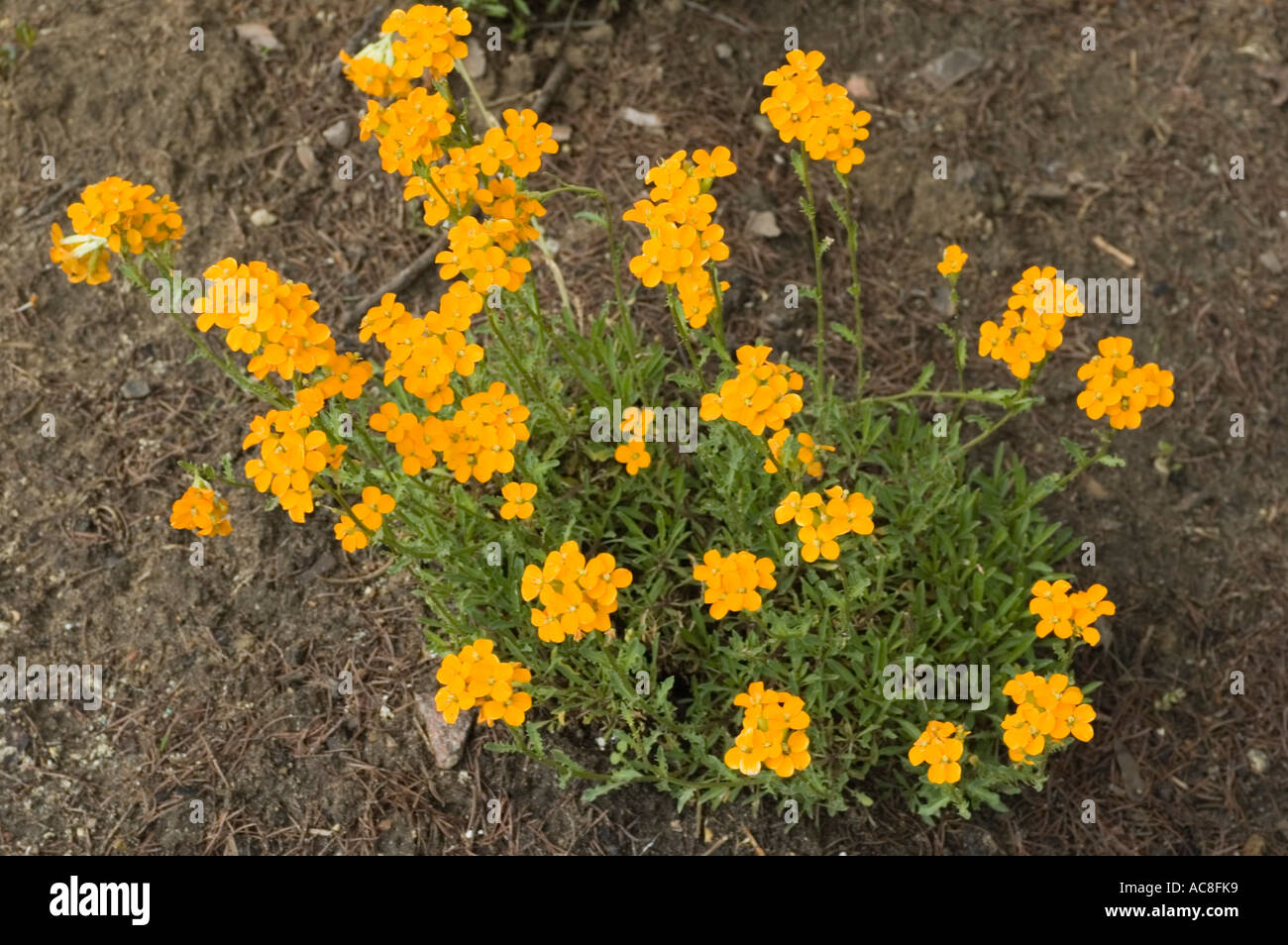 Orange English Wallflower Erysimum cheiri Stock Photo