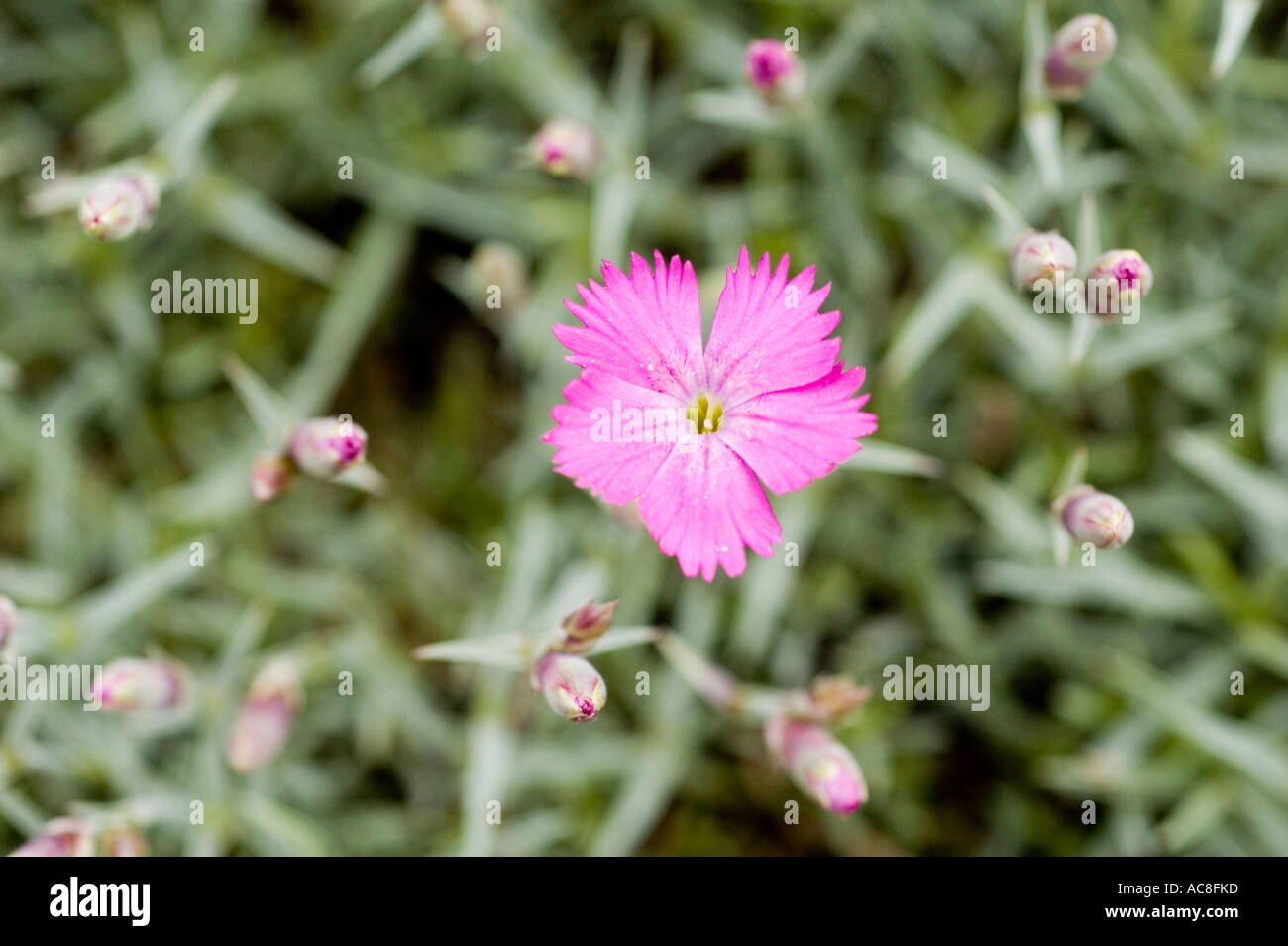 Alpinie pink flower Caryophyllaceae Dianthus alpinus Stock Photo
