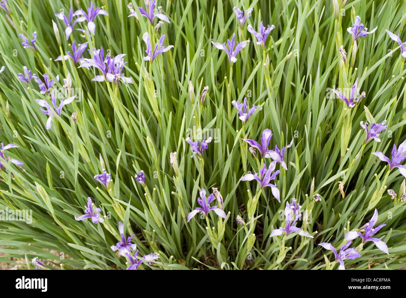 Iridaceae Iris lactea var chinensis China Korea Japan Siberia Stock Photo