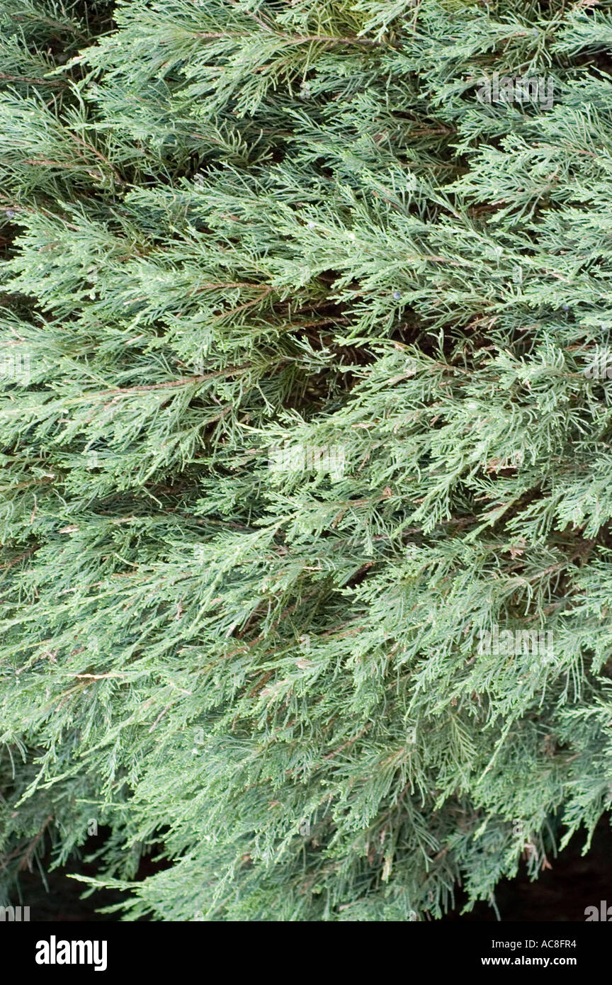 Cupressaceae Juniperus scopulorum Skyrocket USA Stock Photo
