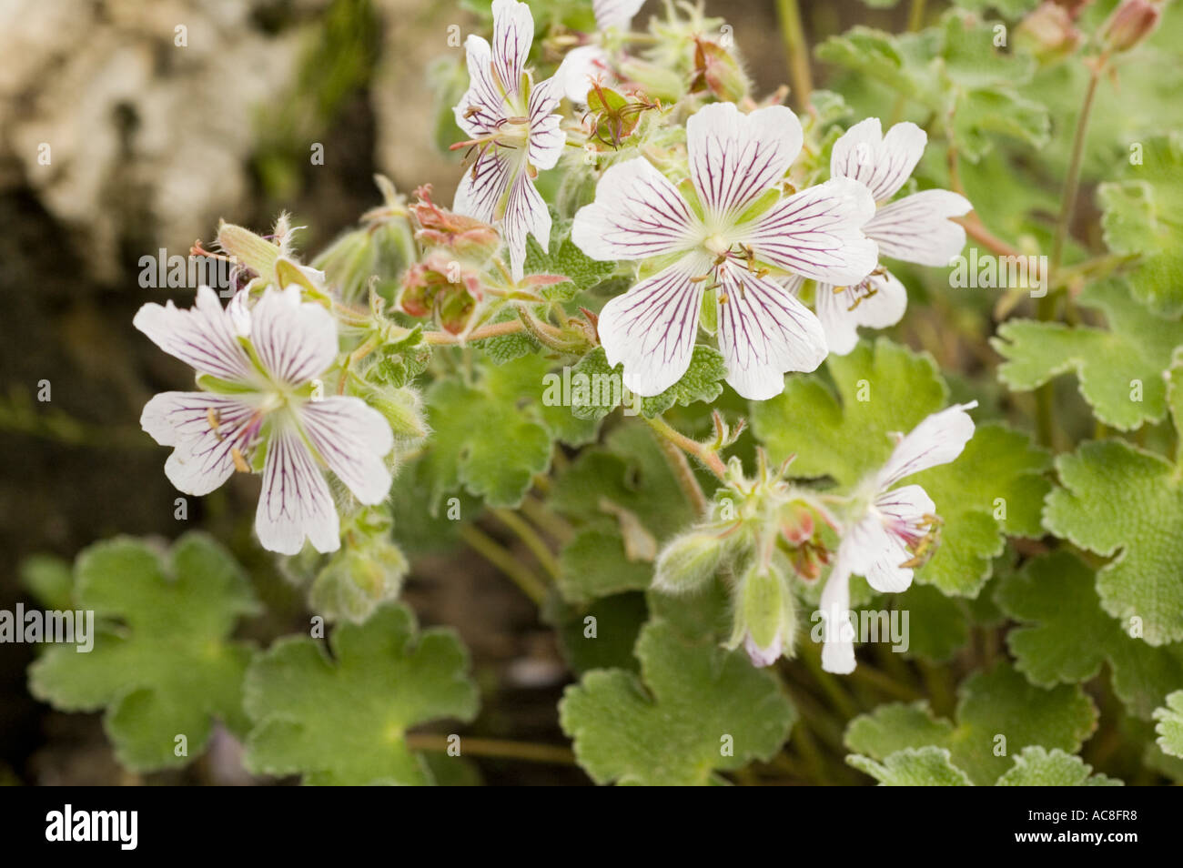 Geraniaceae Geranium Renardii Caucasus range Asia Stock Photo