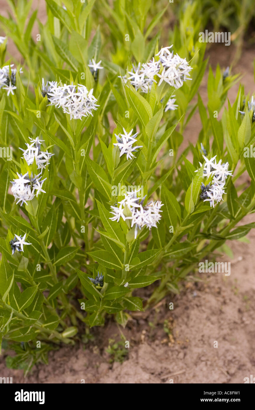 Flowers of Blue Dogbane Or Blue star or Eastern bluestar Apocynaceae Amsonia tabernaemontana Europe America Stock Photo