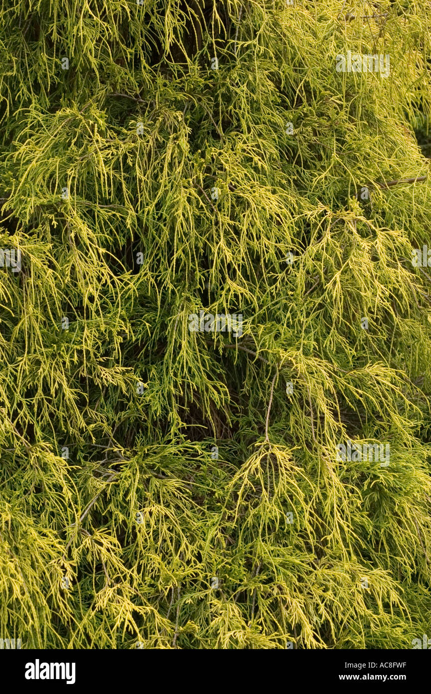 False Cypress Sawara Cupressaceae Chamaecyparis pisifera Stock Photo