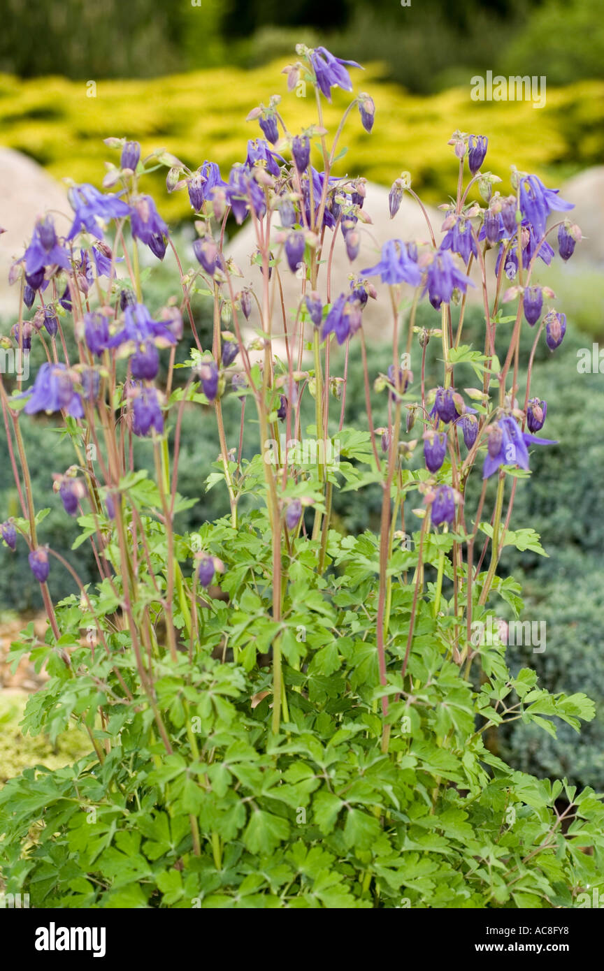 Brassicaceae Arabis caucasica Variegata Stock Photo