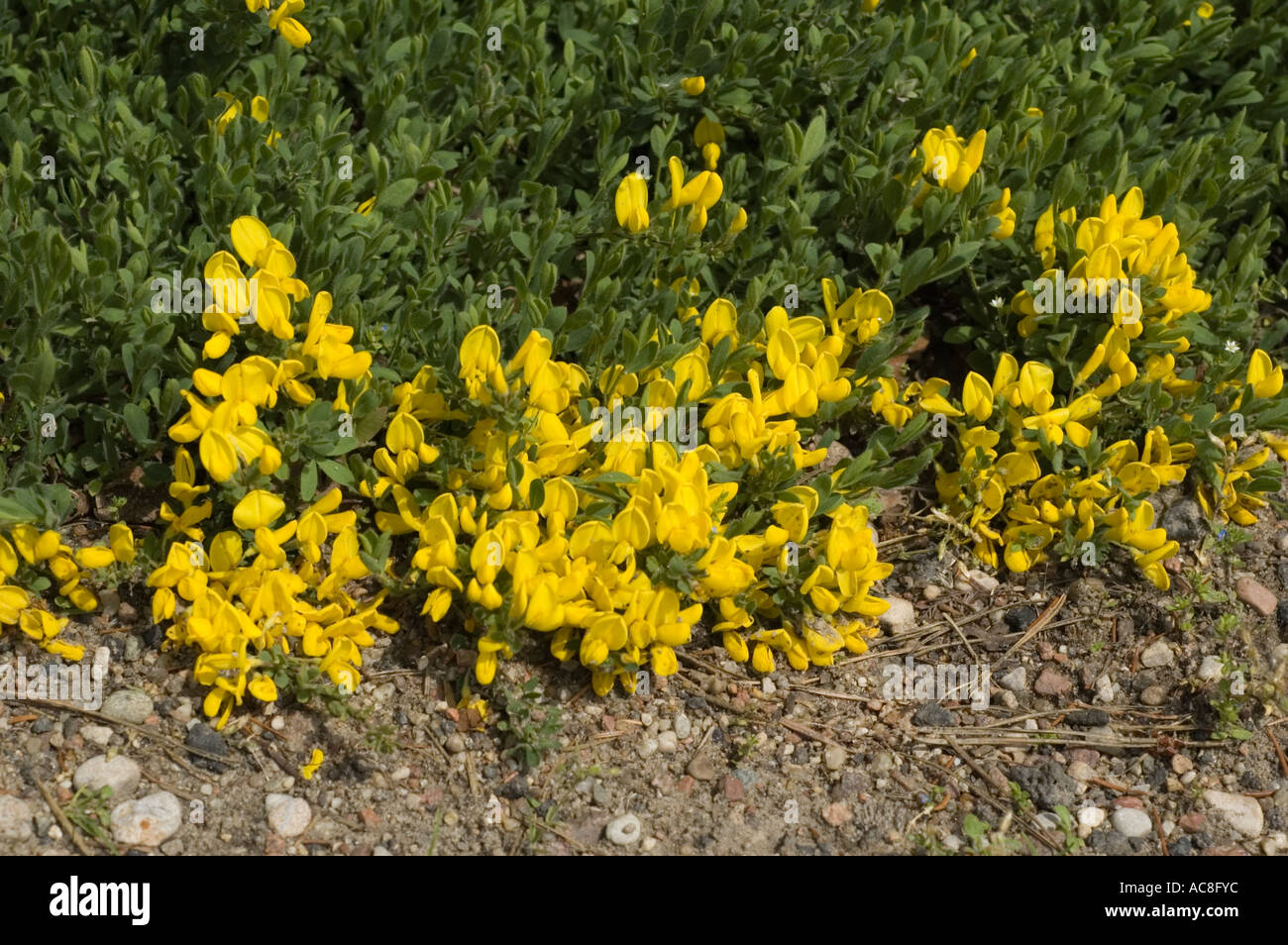 Many yellow flowers of Prostrate broom Leguminoseae Cytisus decumbens South Europe Stock Photo