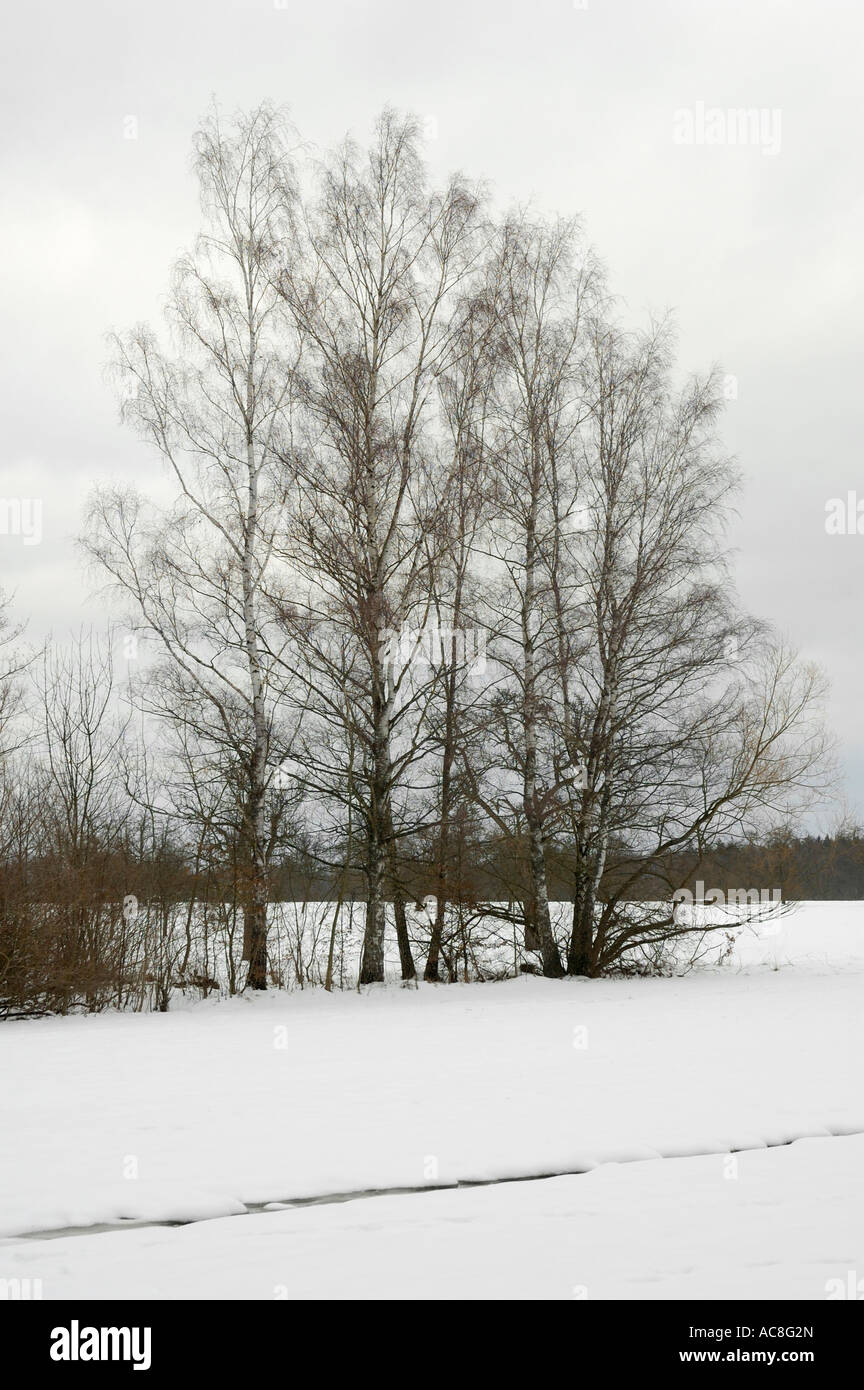 Winter landscape group trees hi-res stock photography and images - Alamy