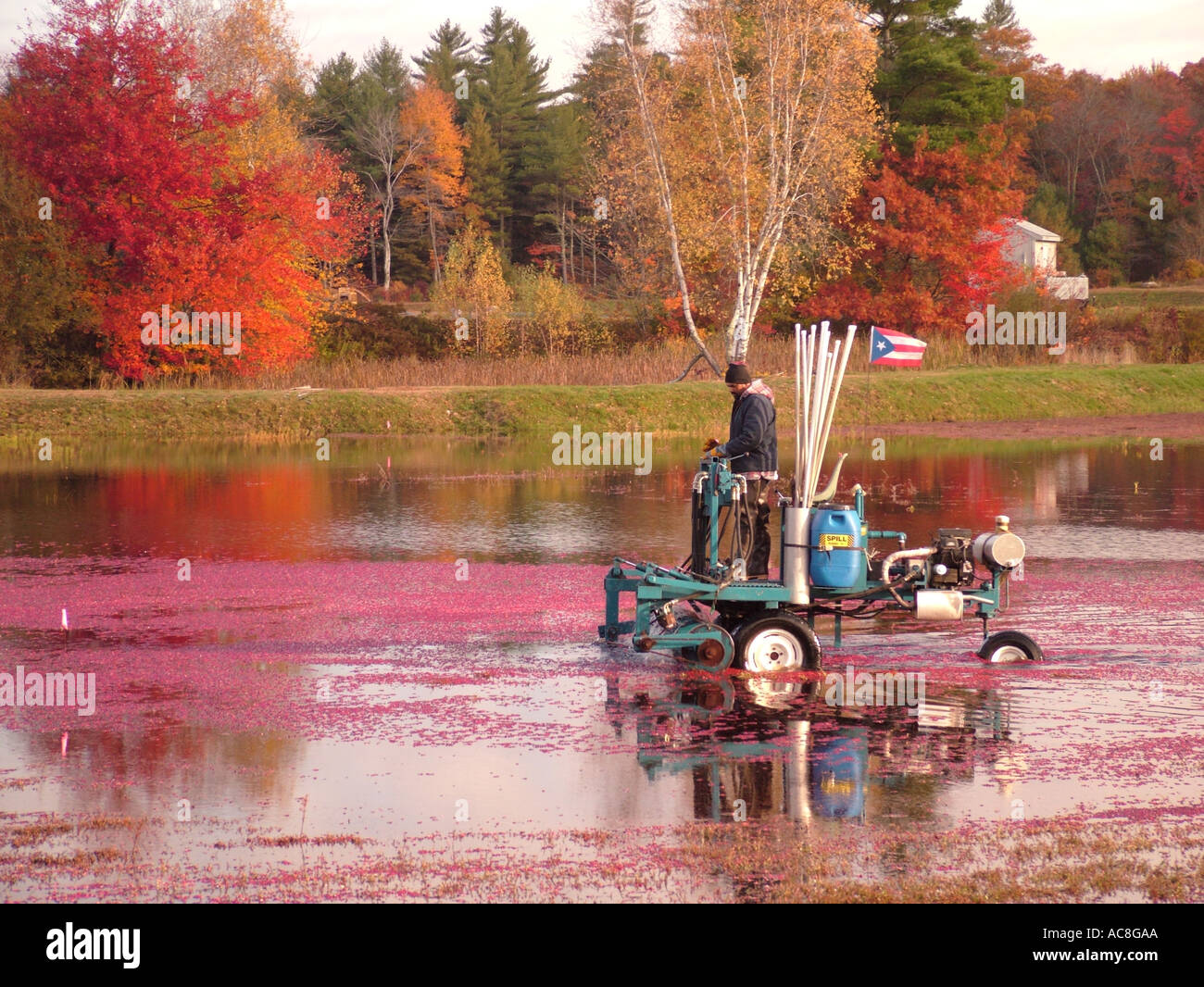 Carver cranberry hires stock photography and images Alamy
