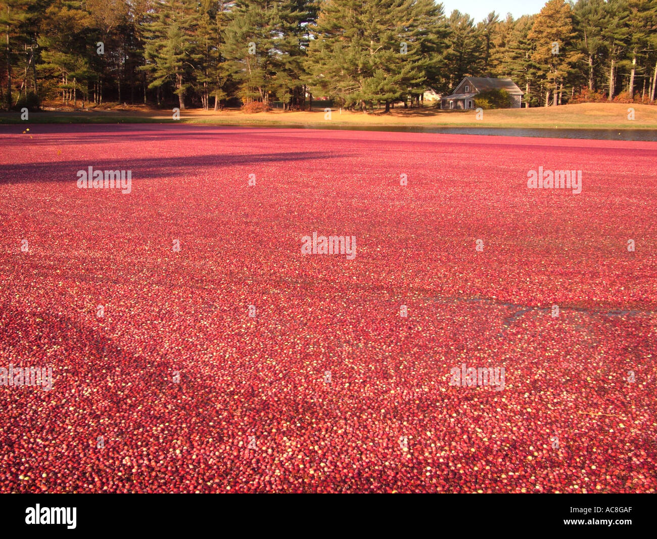 Carver cranberry hires stock photography and images Alamy