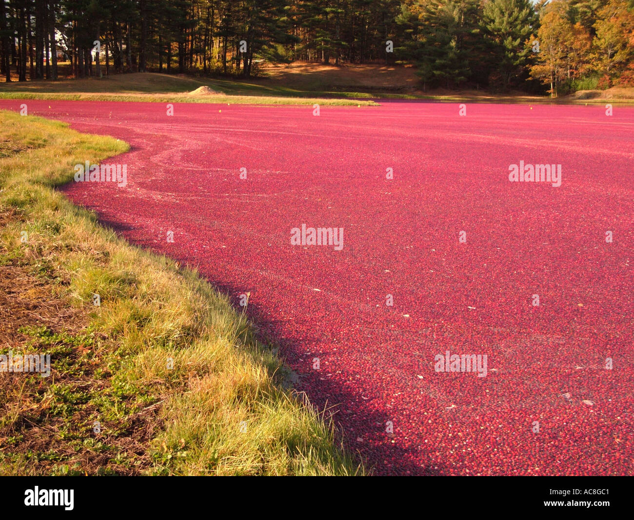 Cranberry carver ma hires stock photography and images Alamy