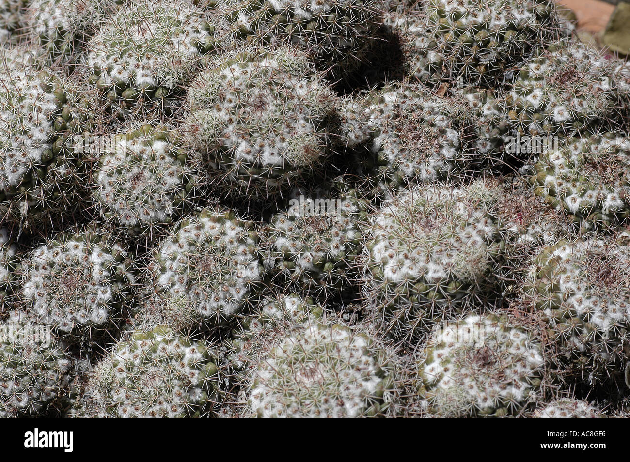 Mammallaria standleyi pin cushion cactus Saguaro National Park Sonoran Uplands Desert Scrub Habitat Arizona United States Stock Photo