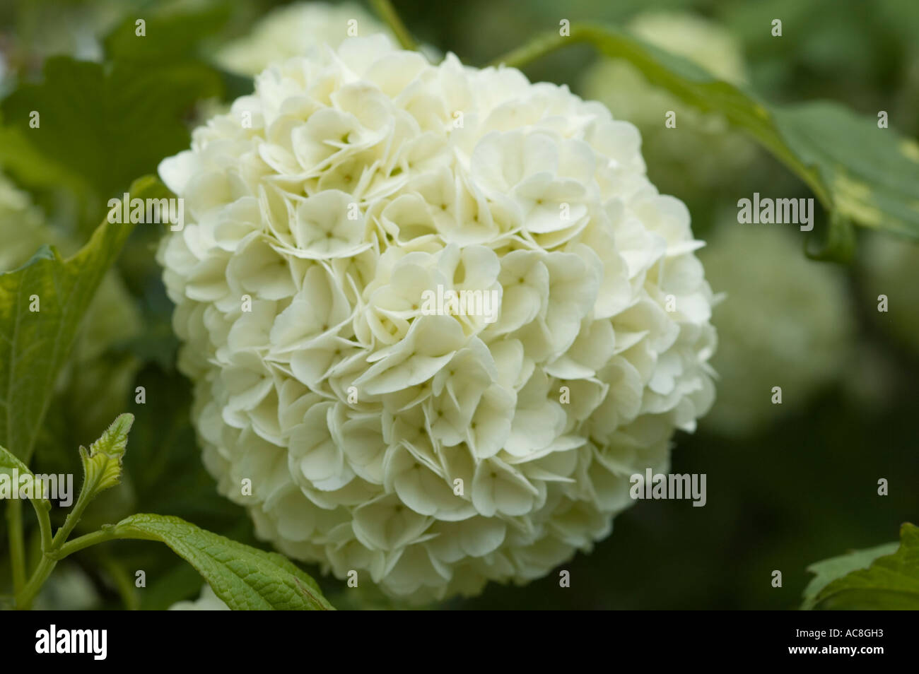 Medicine plant Guelder rose or snowball tree or high cranberry bush or Caprifoliaceae Viburnum opulus Roseum Stock Photo