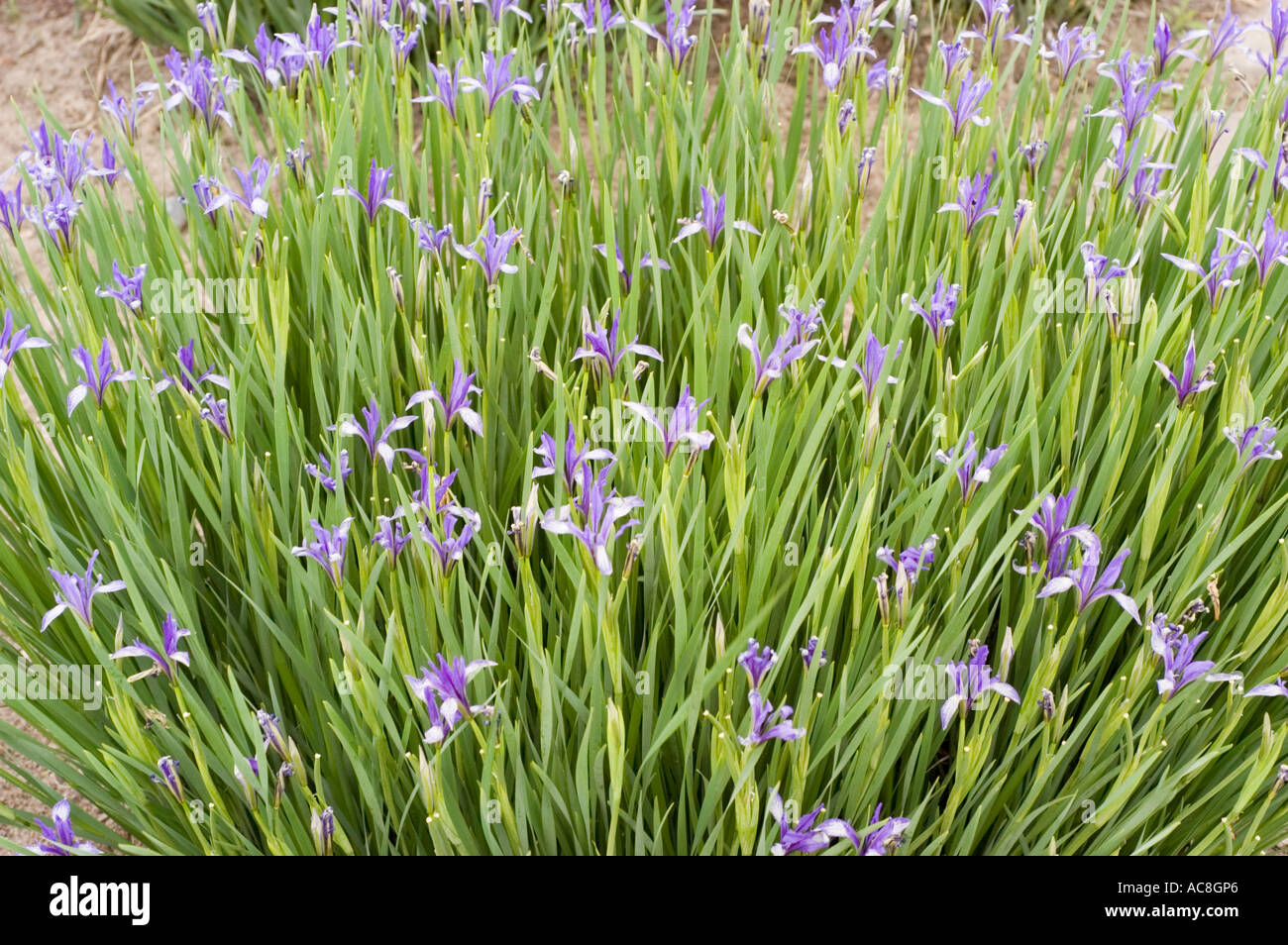 Iridaceae Iris lactea var chinensis China Korea Japan Siberia Stock Photo