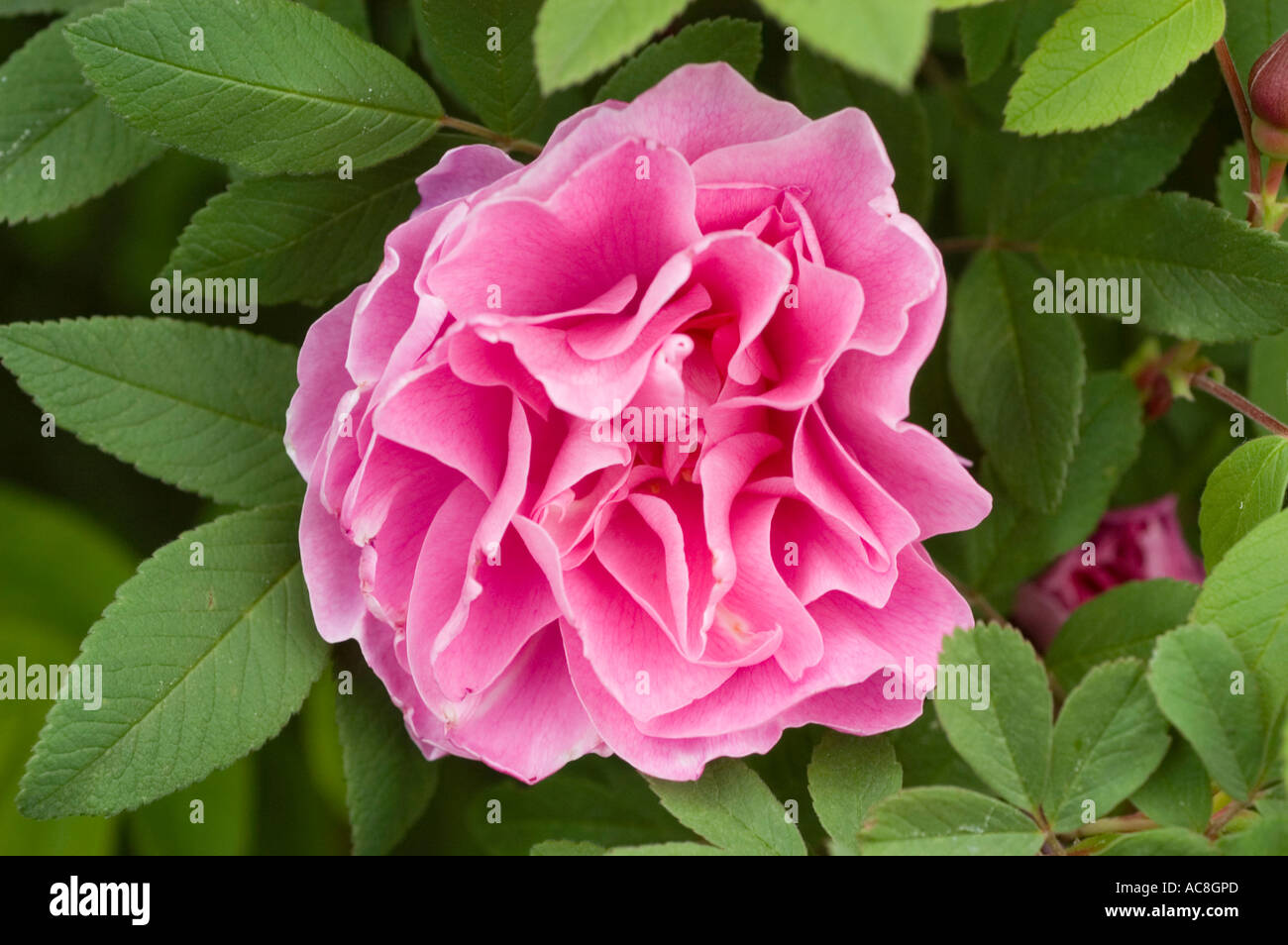 Pink rose close up Rosa glauca Nova E2 vill Sweden XX century Stock Photo