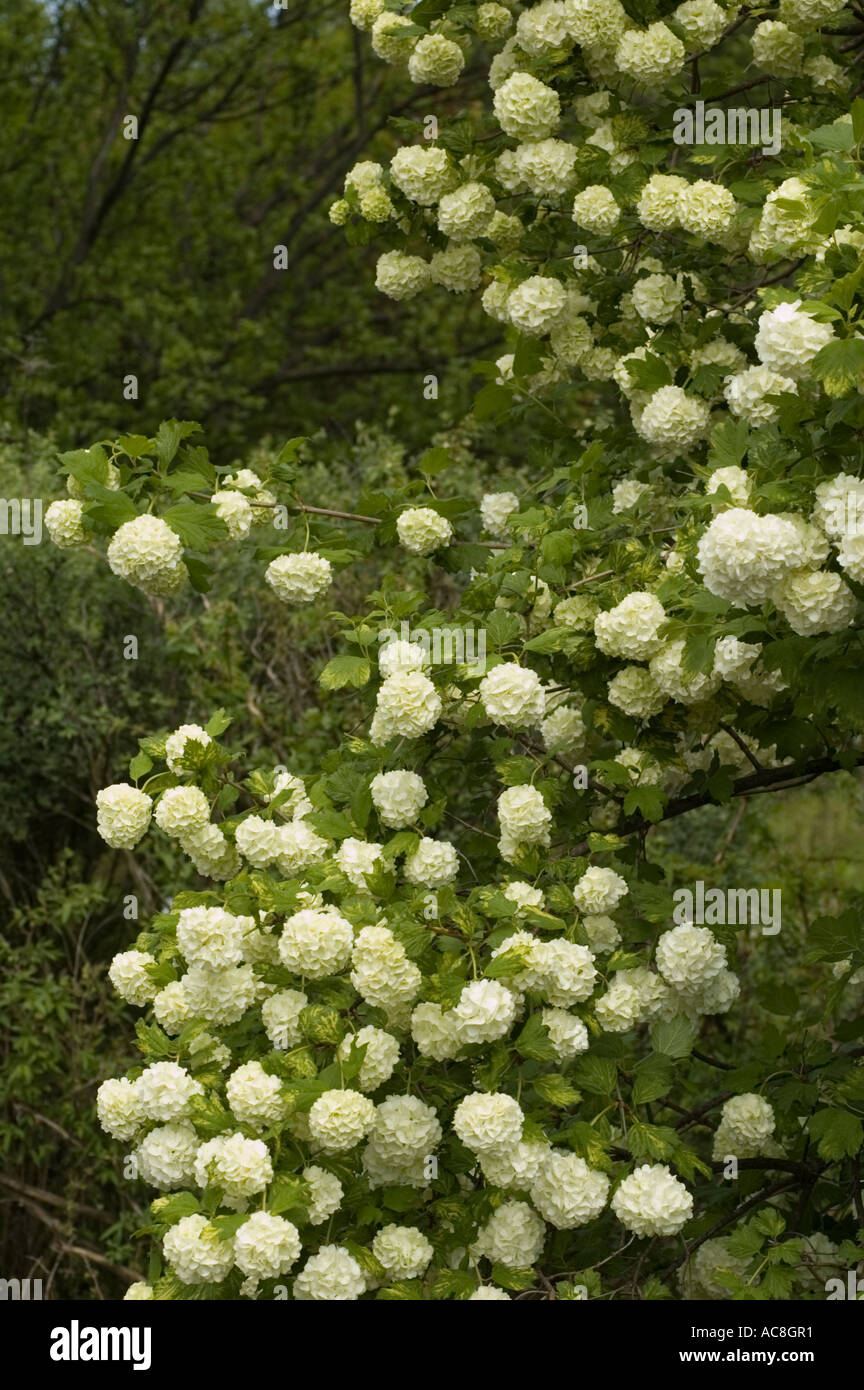 Medicine plant Guelder rose or snowball tree or high cranberry bush or Caprifoliaceae Viburnum opulus Roseum Stock Photo