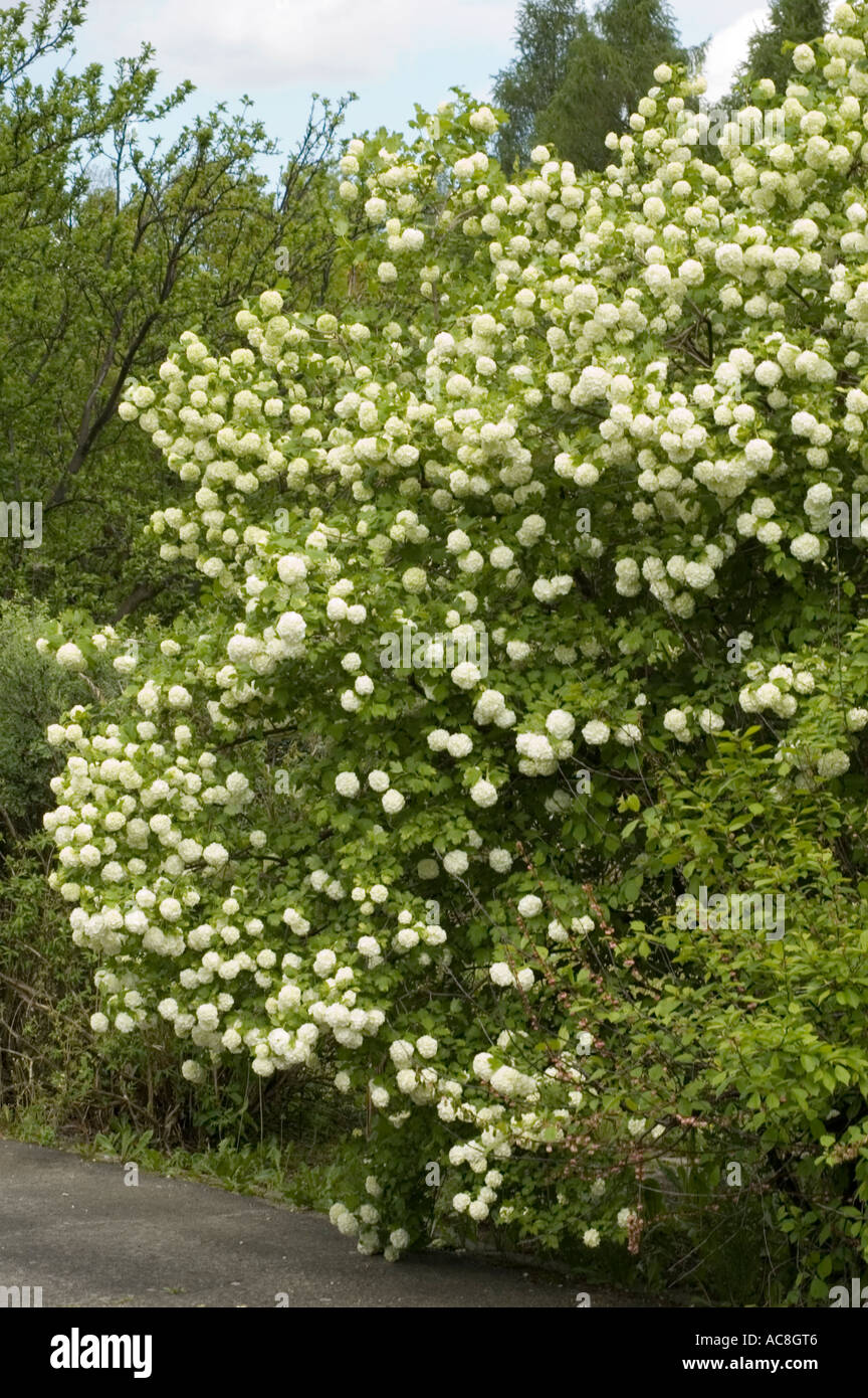 Medicine plant Guelder rose or snowball tree or high cranberry bush or Caprifoliaceae Viburnum opulus Roseum Stock Photo