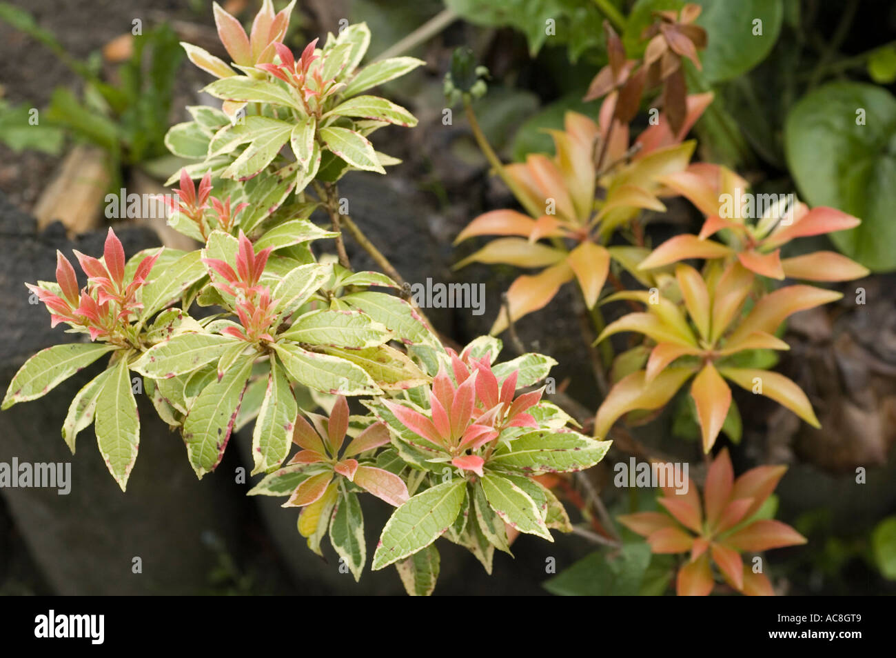 Ericaceae Pieris japonica Variegata Japan Stock Photo