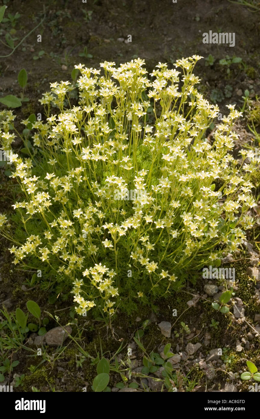 Mountain plant Saxifragaceae Saxifraga moschata subsp Dominii Carpathian mountains Europe Stock Photo