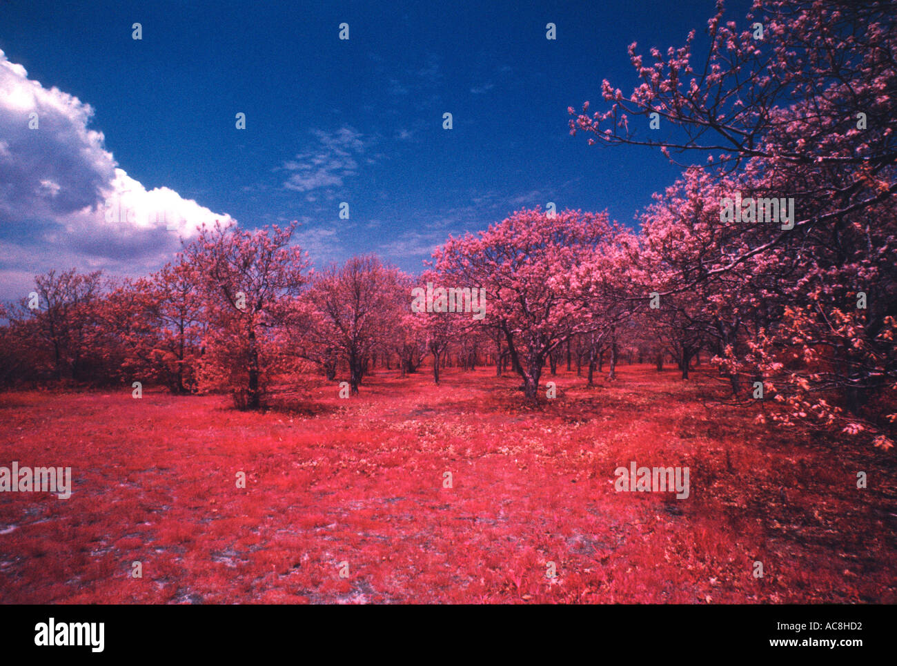 Edgartown great Pond scrub oaks in spring bloom color infrared Martha s