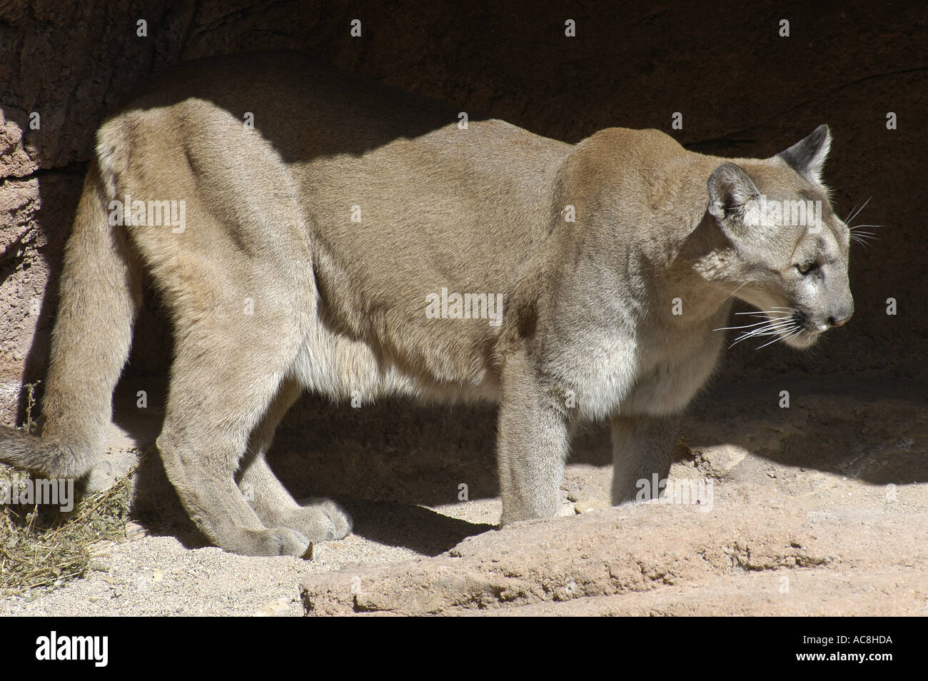 Puma Puma concolor or felis concolor Also Mountain Lion or Cougar Saguaro  National Park Sonoran Uplands Desert Scrub Habit Stock Photo - Alamy