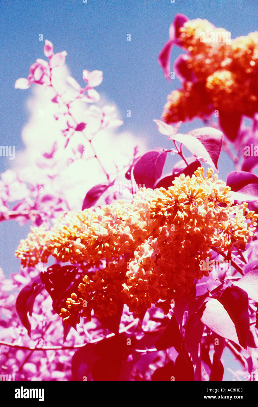 Lilac colas and sky color infrared Martha s Vineyard MA Stock Photo