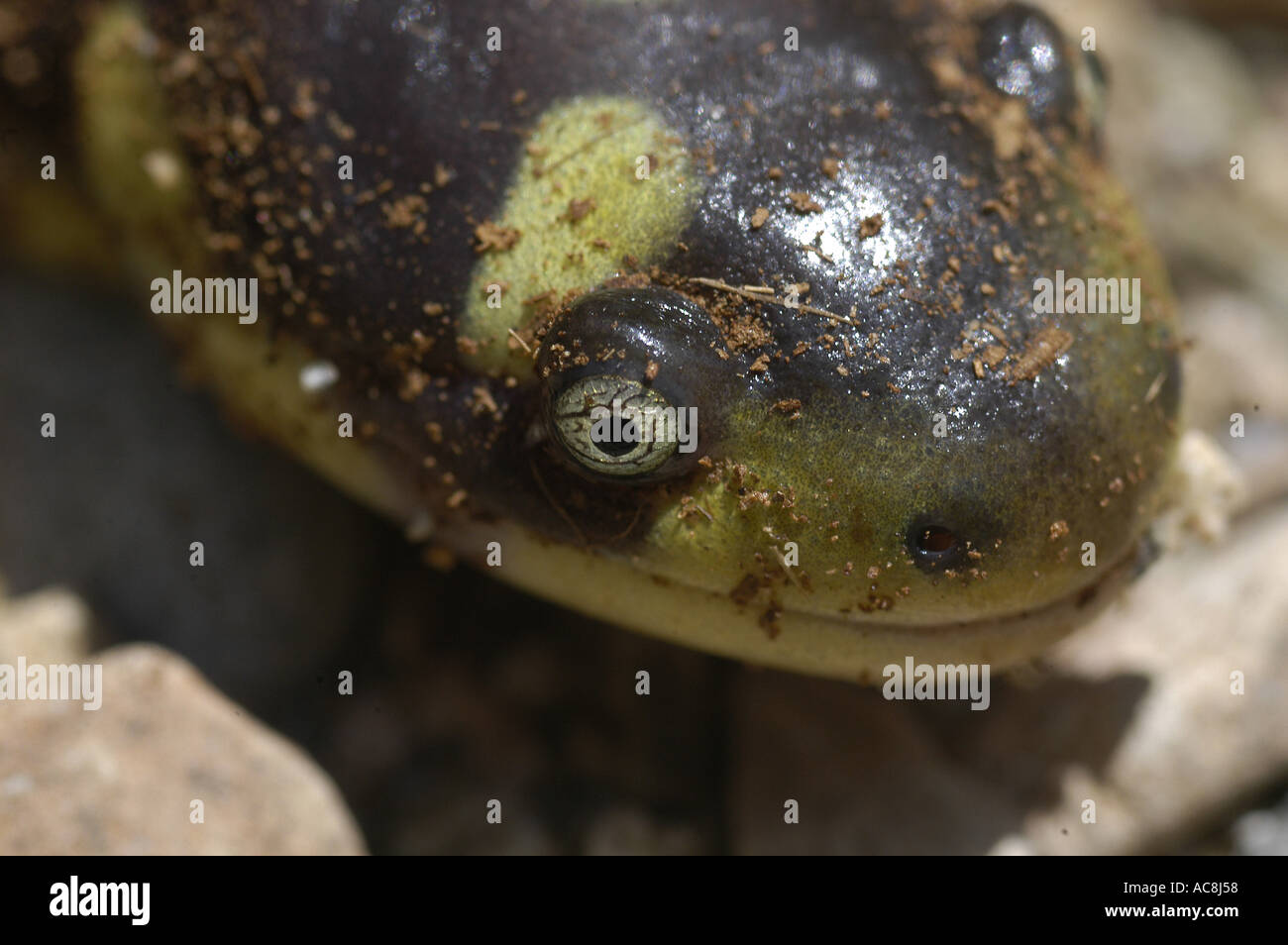 Tiger Salamander Ambystoma tigrinum Introduced species Saguaro National