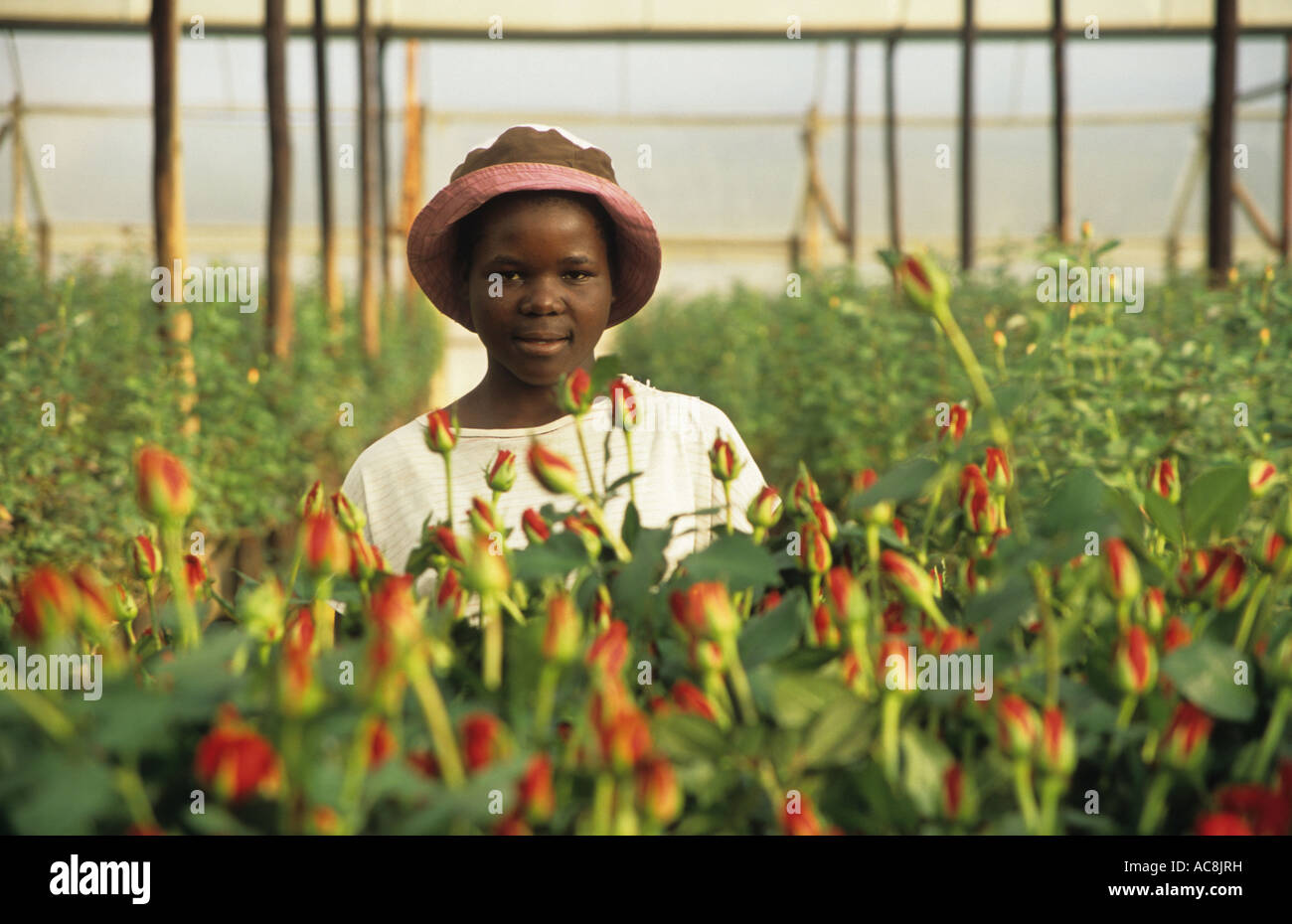 Woman collecting roses on a farm, near Harare, Zimbabwe, Africa Stock Photo