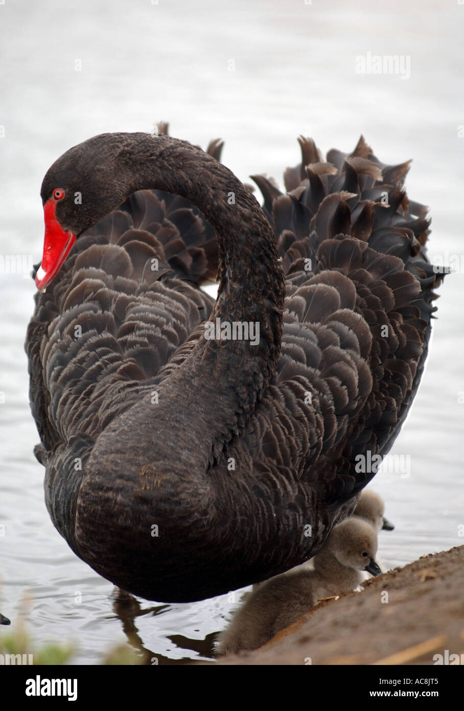 Black swan baby swan swans, Abbotsbury Swannery, Dorset