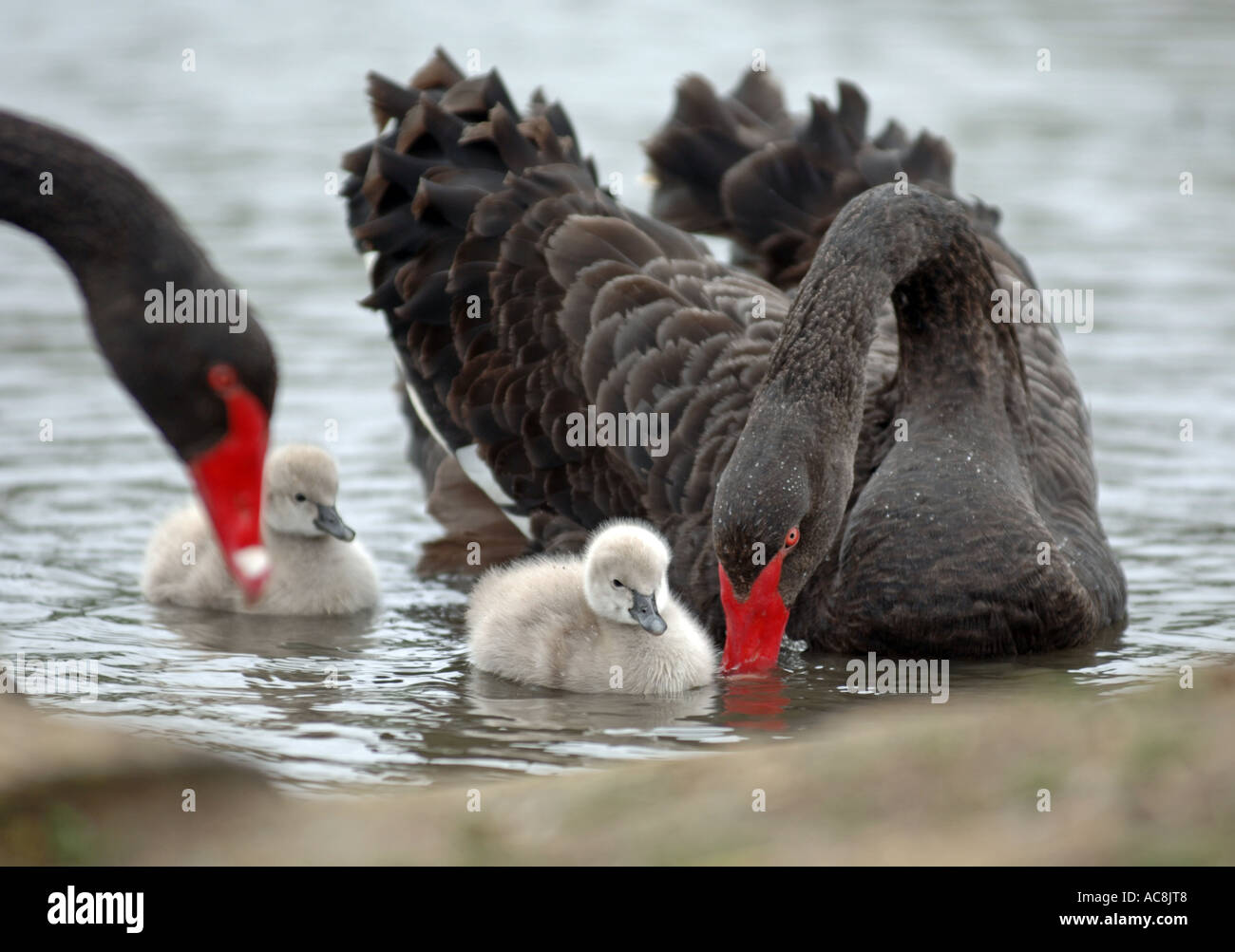Black swan baby swan swans, Abbotsbury Swannery Stock