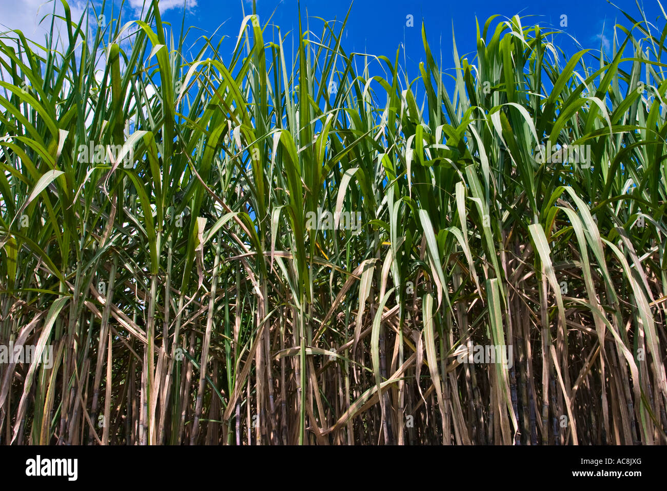 Sugarcane, saccharum officinarum Stock Photo