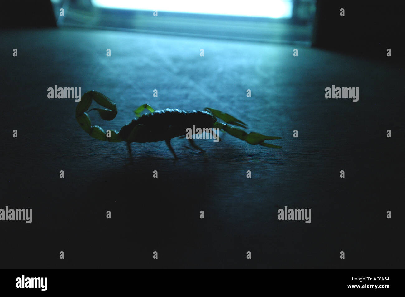 Giant hairy scorpion Hadrurus arizonensis Low desert scrub habitat Yuma