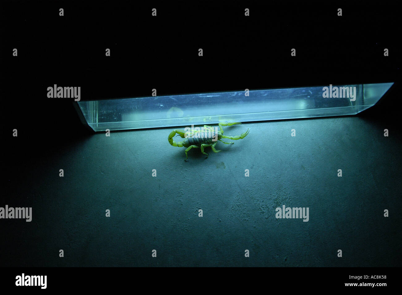 Giant hairy scorpion Hadrurus arizonensis Low desert scrub habitat Yuma