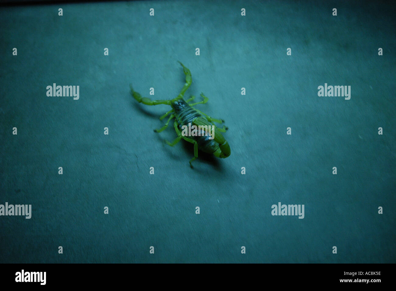 Giant hairy scorpion Hadrurus arizonensis Low desert scrub habitat Yuma