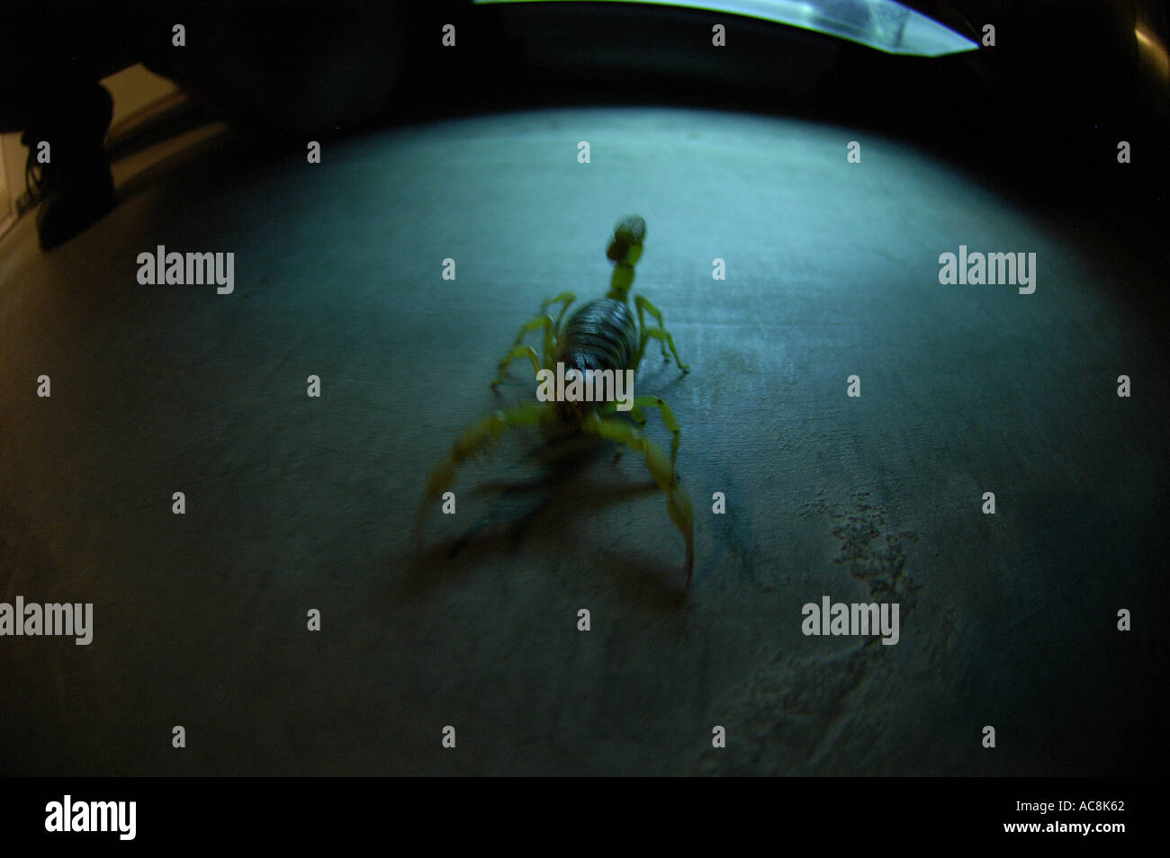 Giant hairy scorpion Hadrurus arizonensis Low desert scrub habitat Yuma