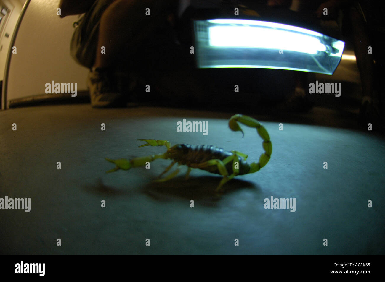 Giant hairy scorpion Hadrurus arizonensis Low desert scrub habitat Yuma