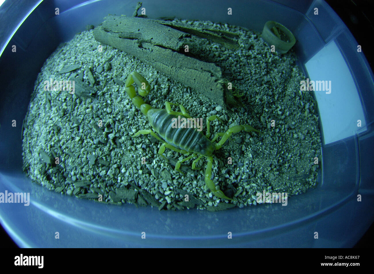 Giant hairy scorpion Hadrurus arizonensis Low desert scrub habitat Yuma