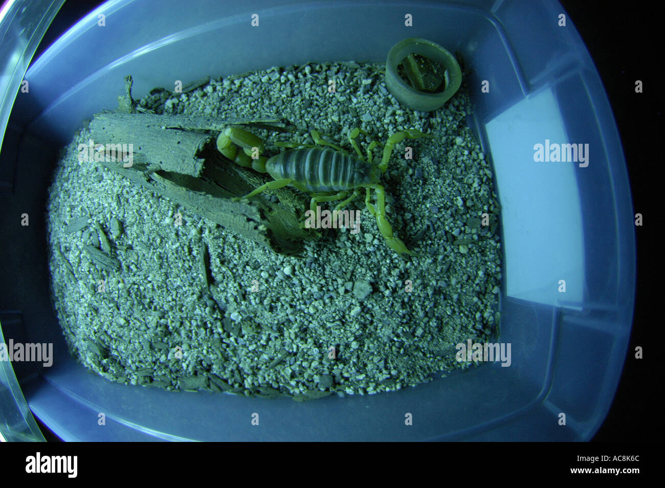 Giant hairy scorpion Hadrurus arizonensis Low desert scrub habitat Yuma