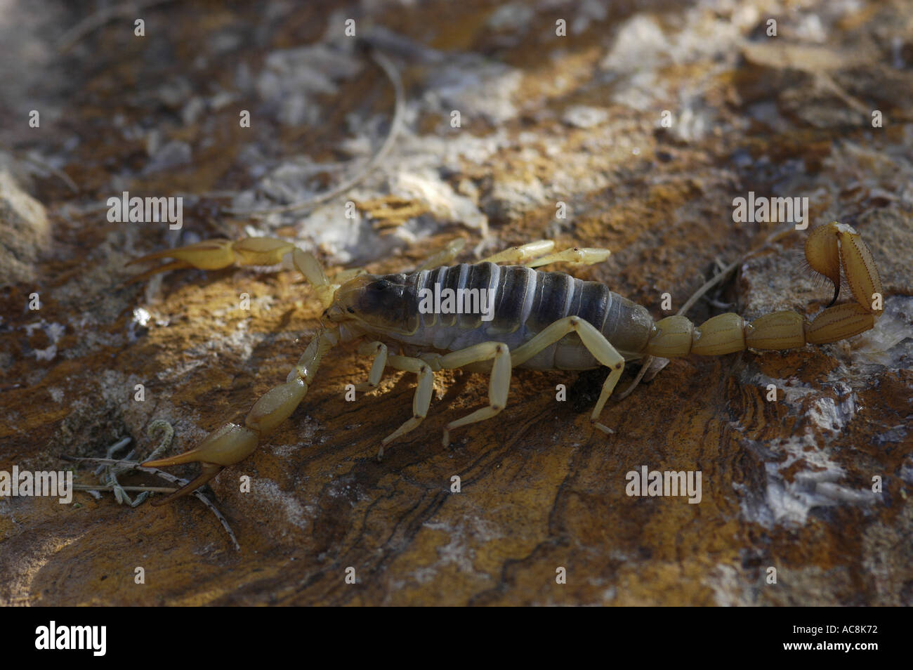 Giant hairy scorpion Hadrurus arizonensis Low desert scrub habitat Yuma