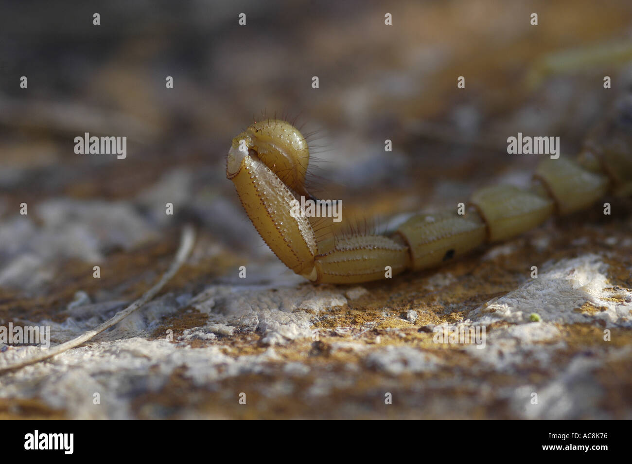 Giant hairy scorpion Hadrurus arizonensis Low desert scrub habitat Yuma