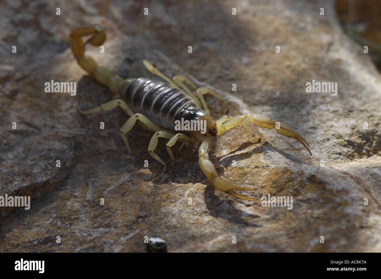 Giant hairy scorpion Hadrurus arizonensis Low desert scrub habitat Yuma