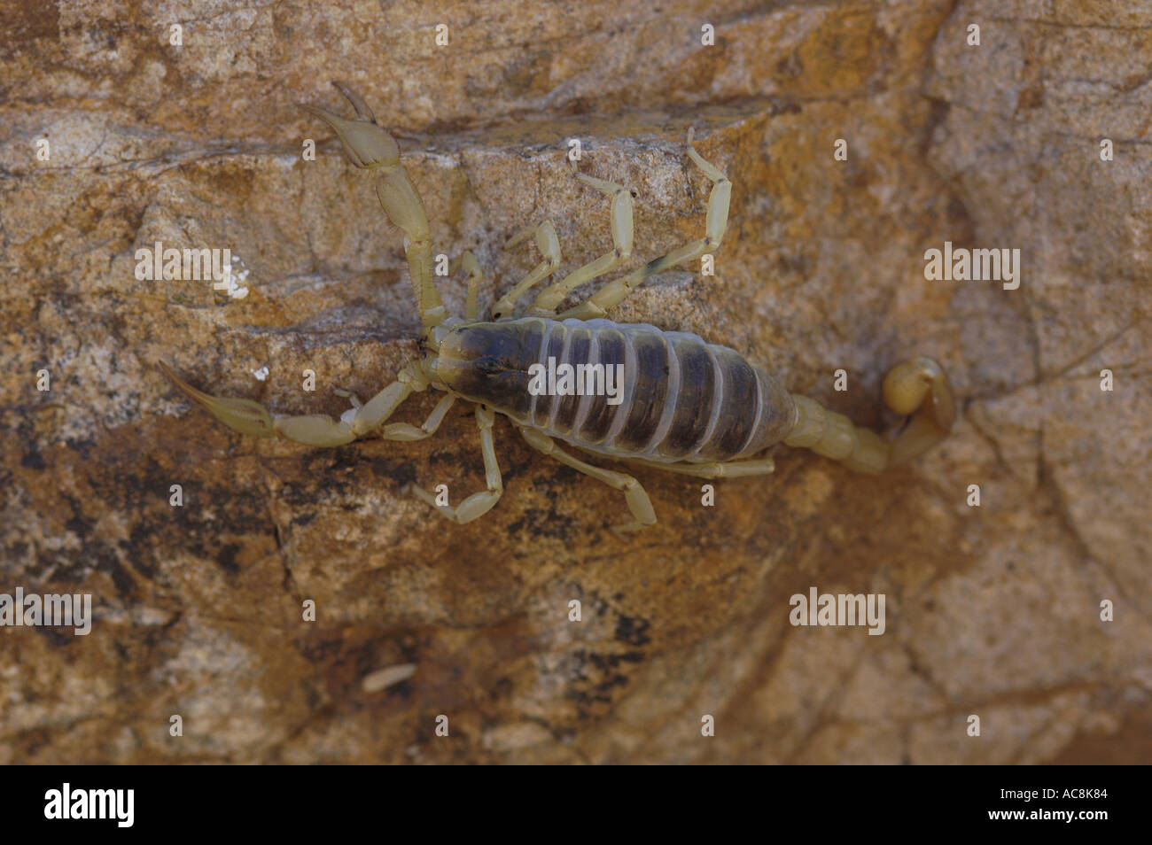 Giant hairy scorpion Hadrurus arizonensis Low desert scrub habitat Yuma